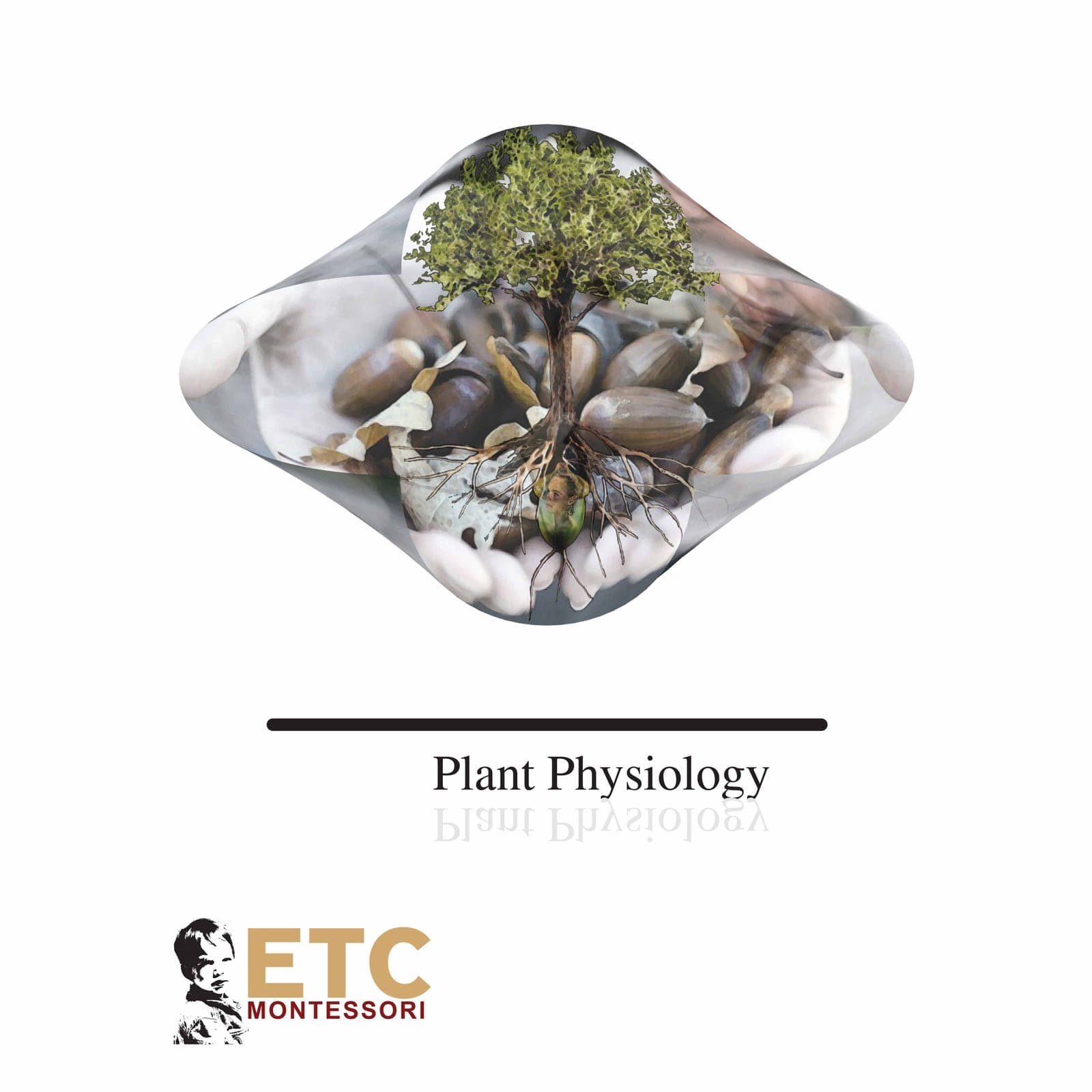 Plant Physiology Model — Clear Acrylic Plant Structure Display — Montessori Material | Faborino