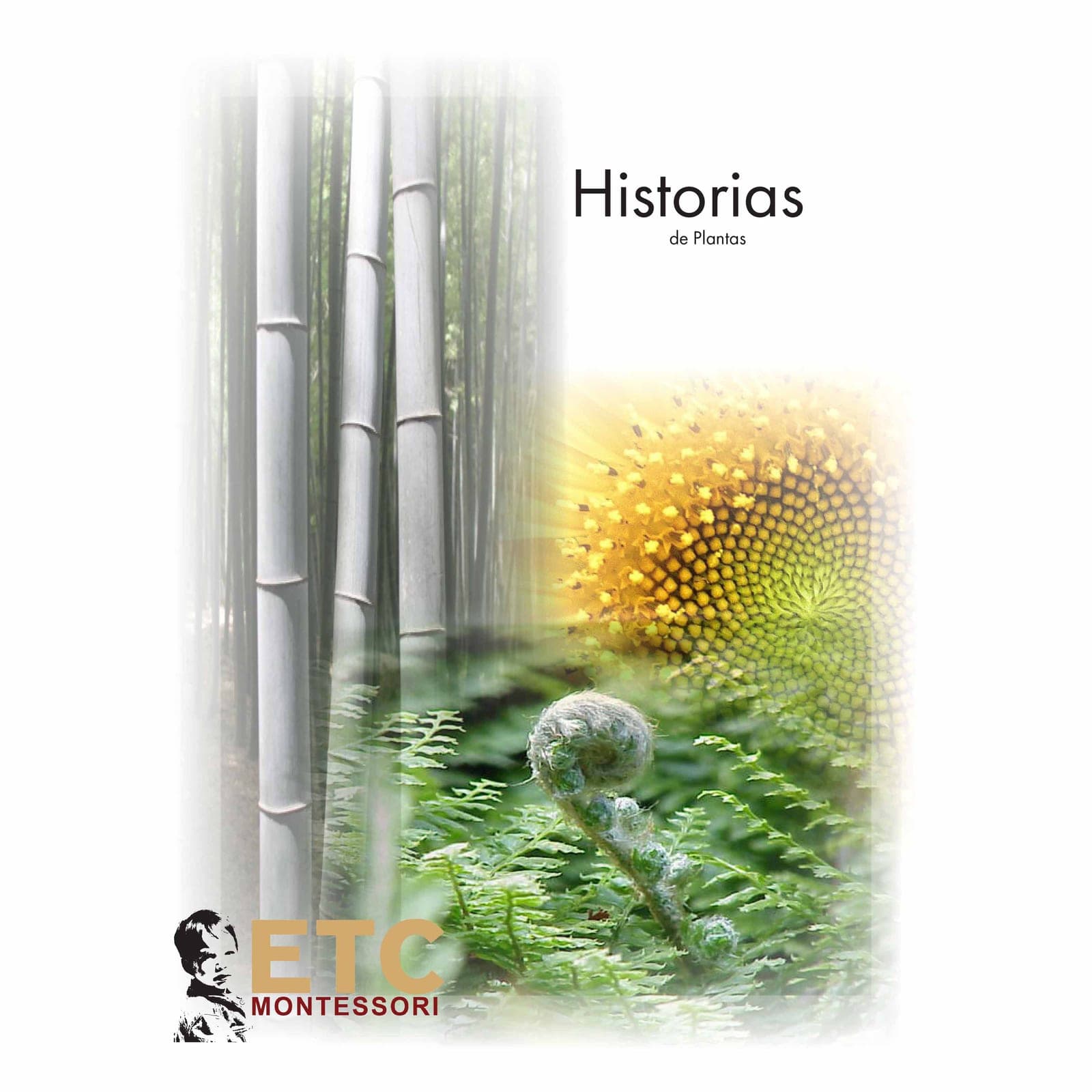 Plant Stories Cards — Photographic Botanical Discovery Set — Montessori Material | Faborino