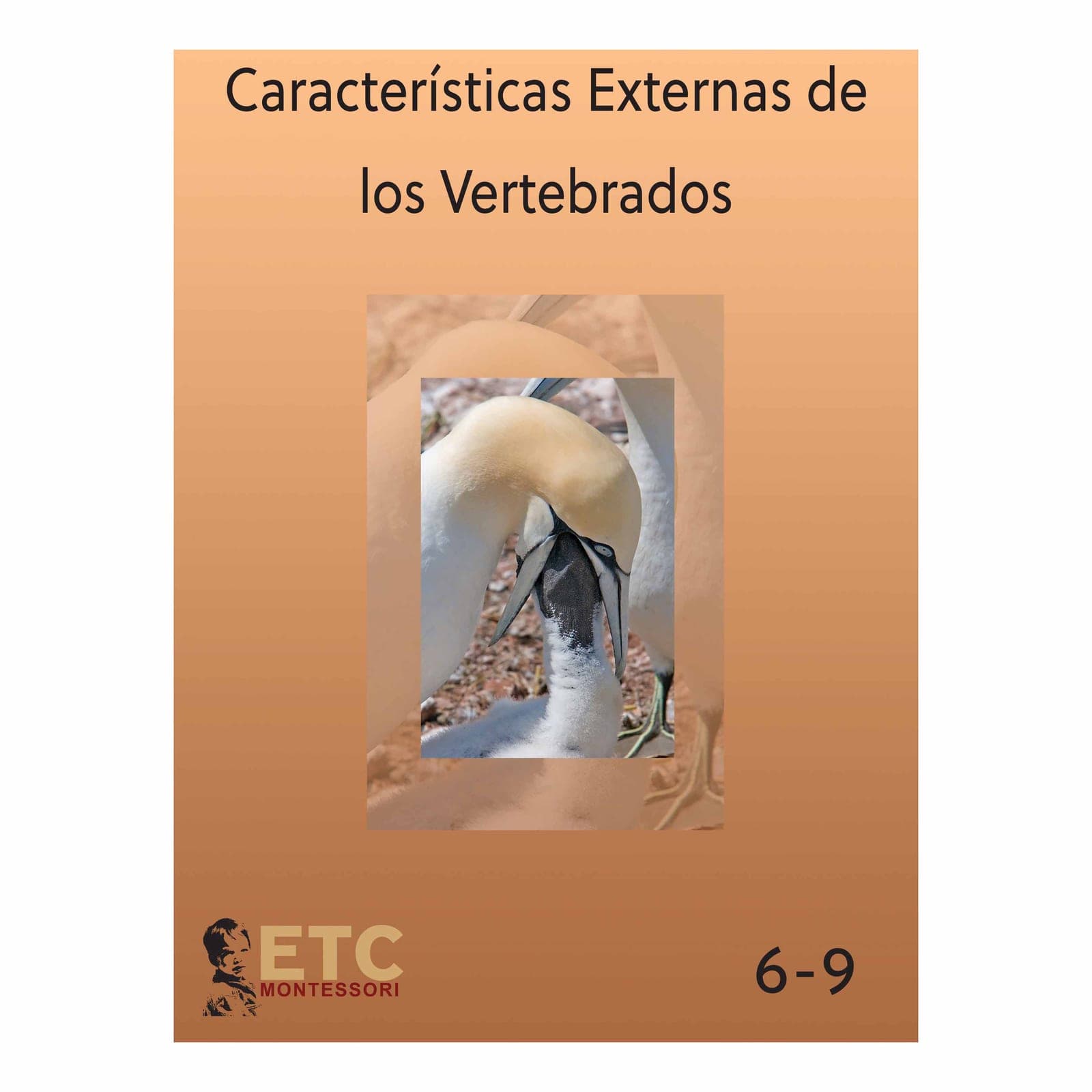 External Characteristics of Vertebrates — Ages 6–9 — Montessori Material | Faborino