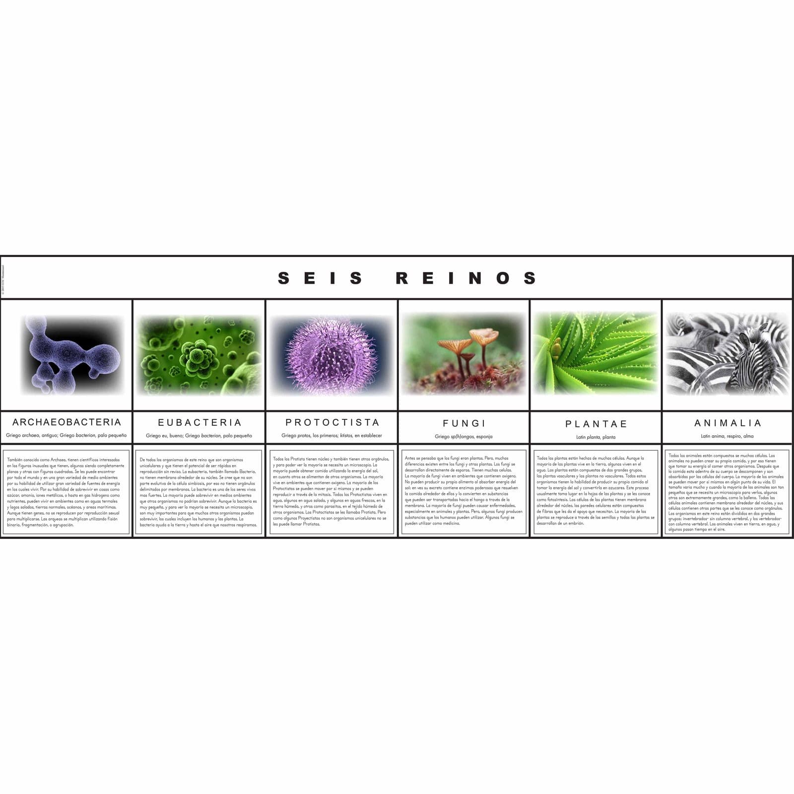 Six Kingdoms — Classification Material — Montessori Material | Faborino