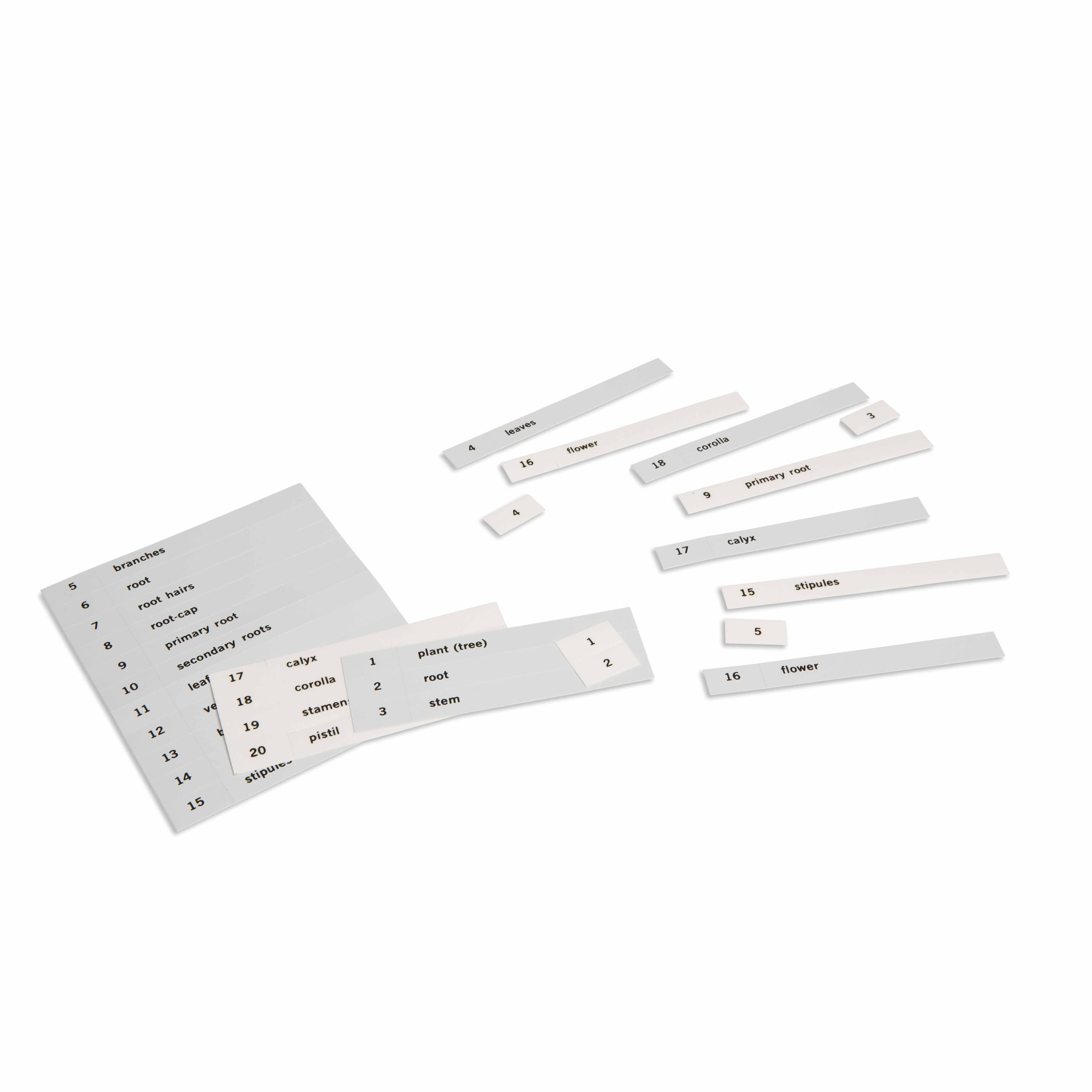 Namenskarten: Erstes Set Botanikkarten