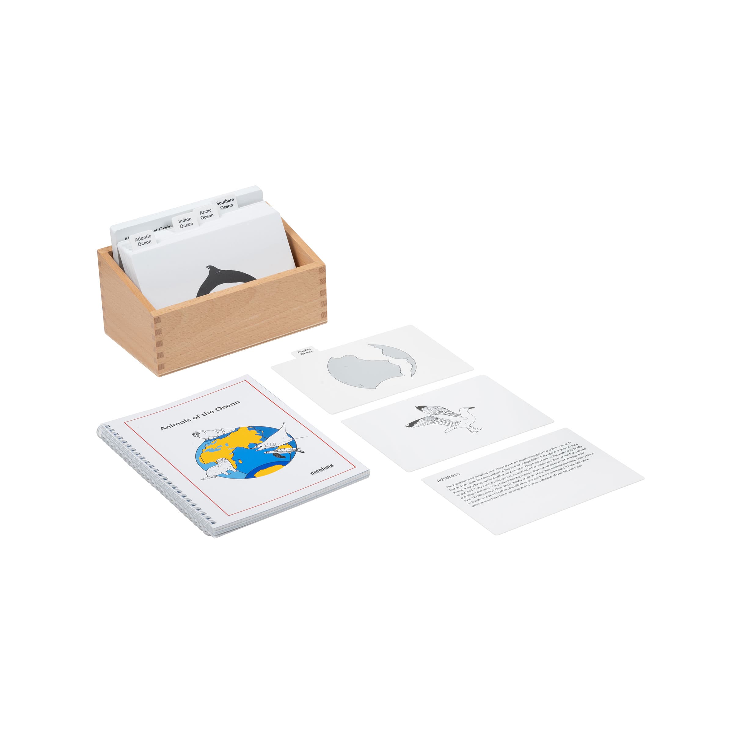 Tiere des Ozeans: Englisch