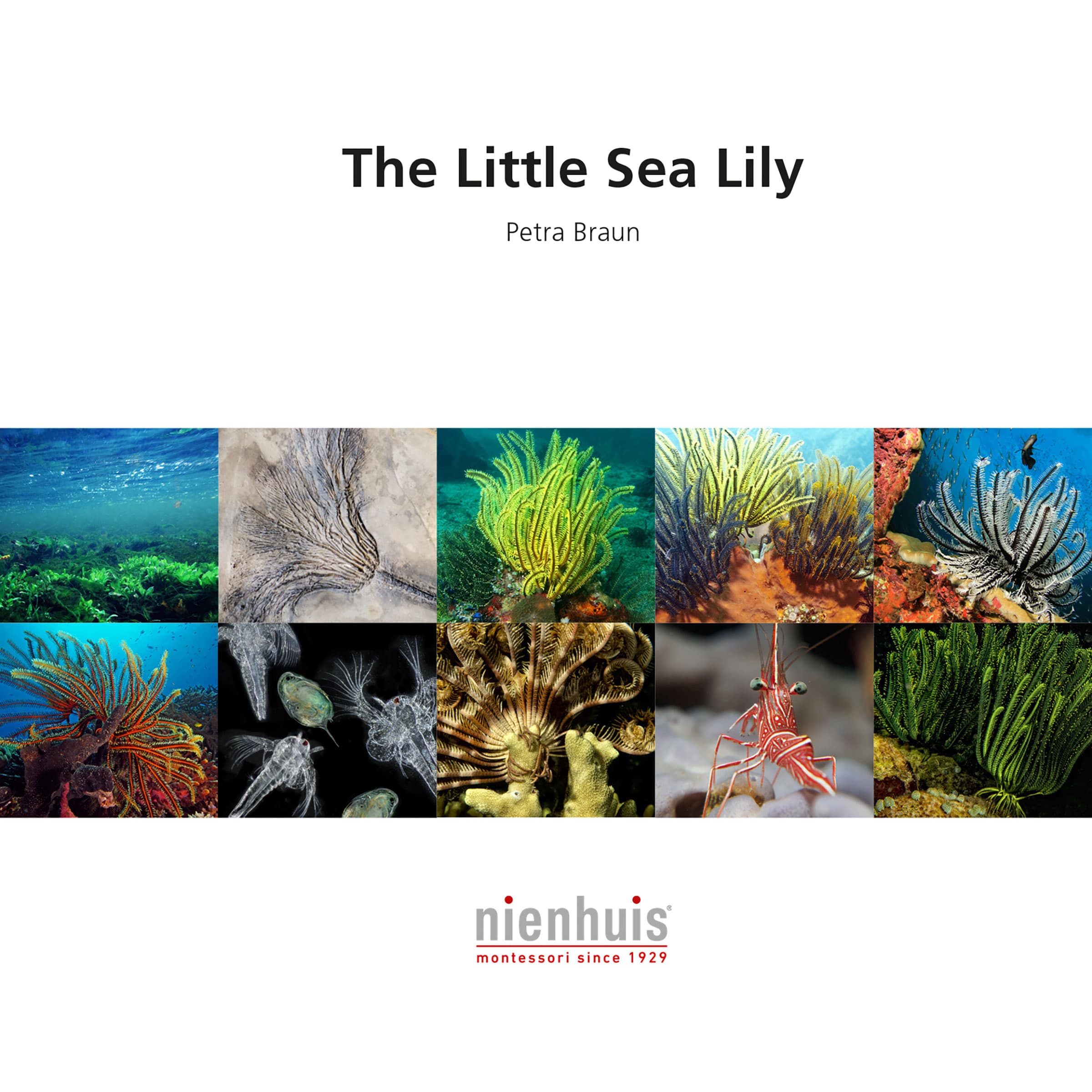 Die kleine Seelilie