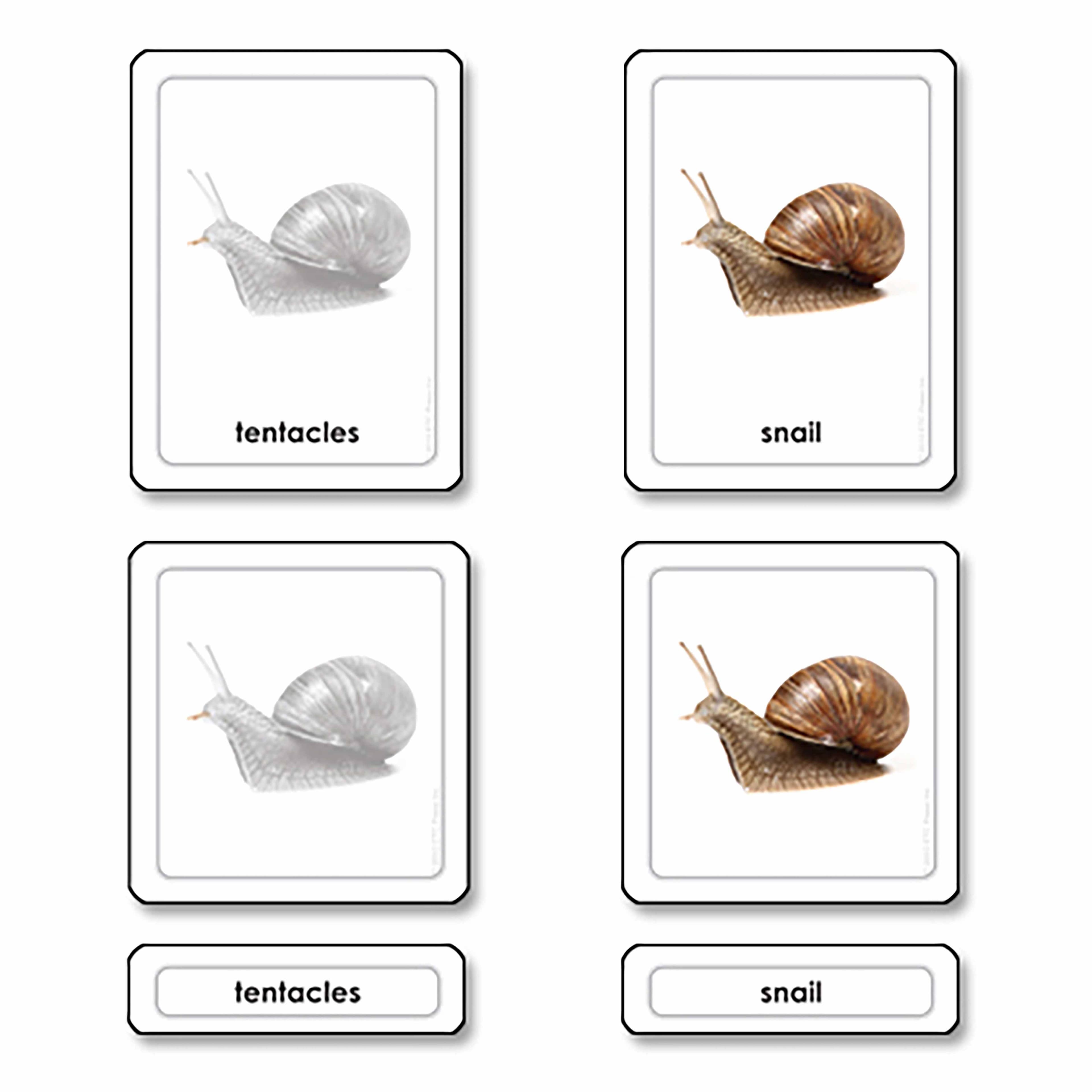 Teile einer Schnecke (Weichtiere)