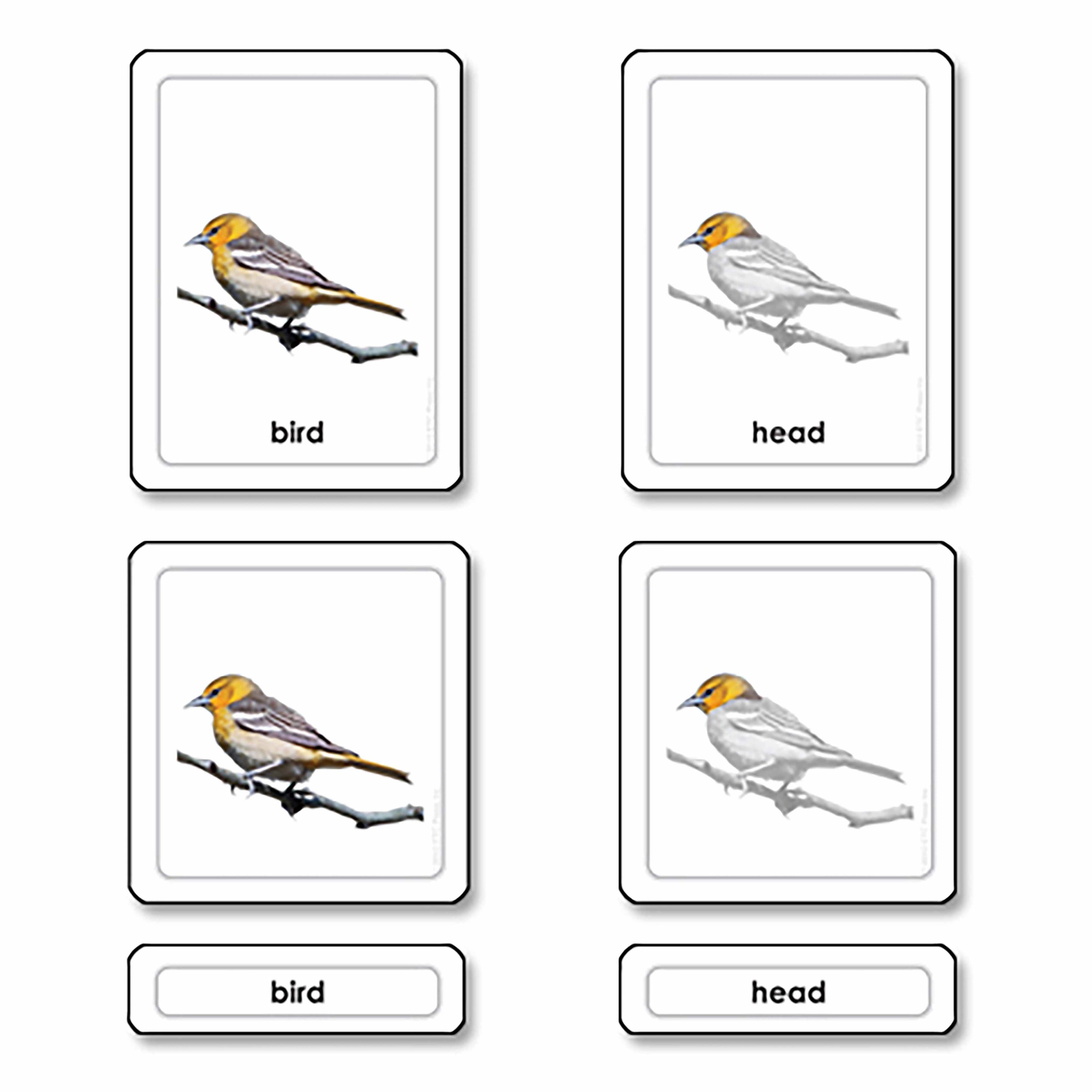 Teile eines Vogels (Vögel)