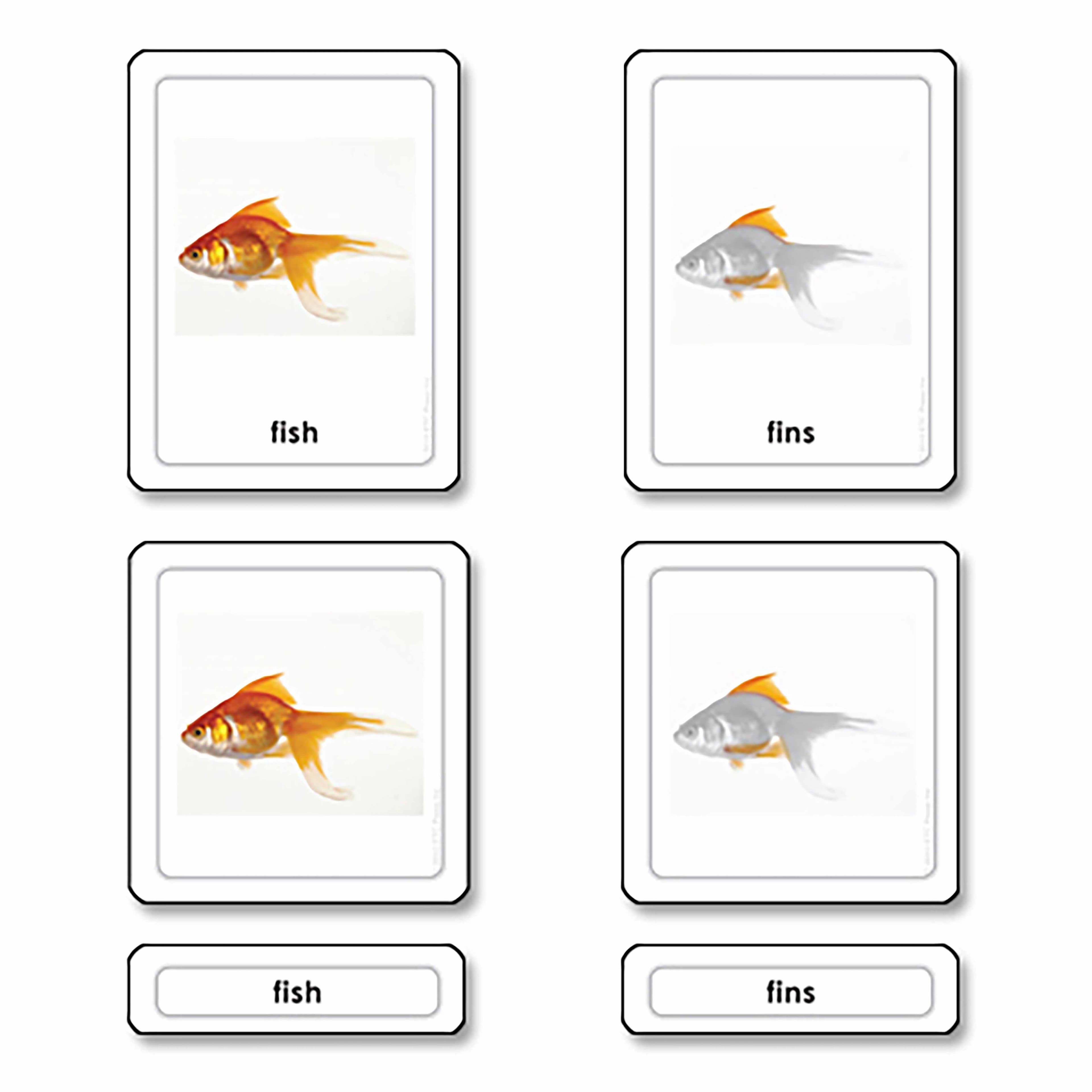 Teile eines Fisches (Knochenfische)