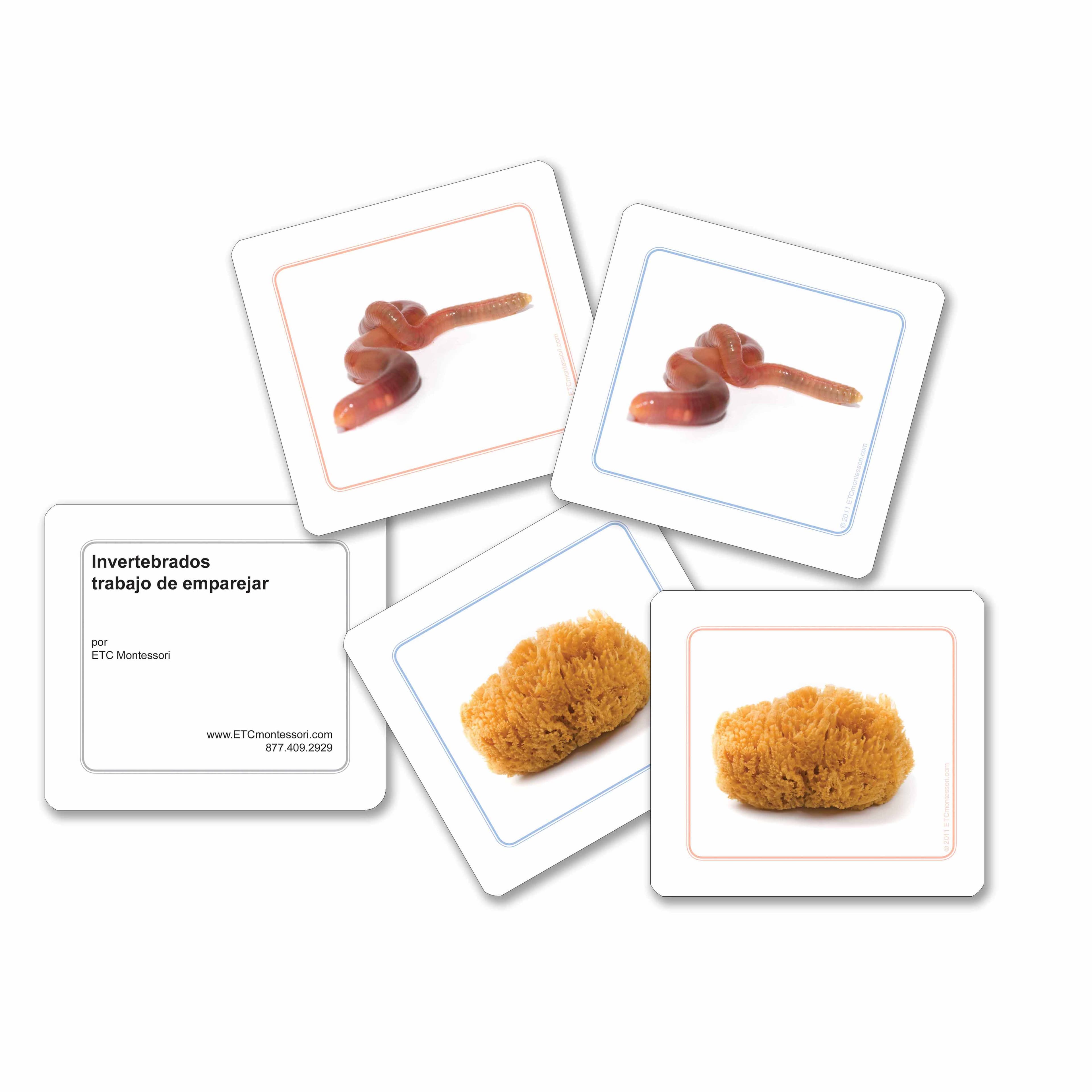 Wirbellose-Zuordnungsarbeitskarten