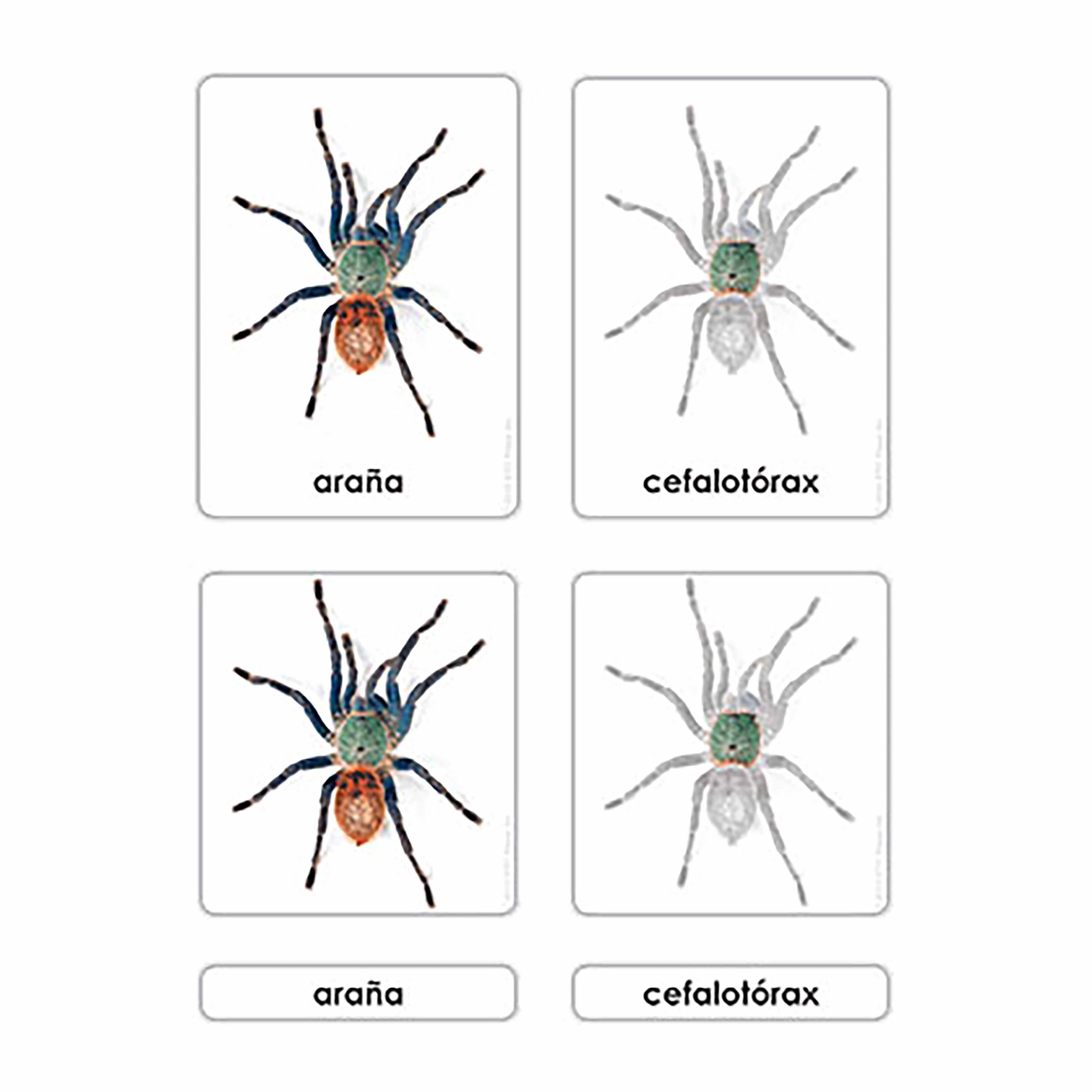 Teile der Spinne — Zoologiekarten (Spanisch)