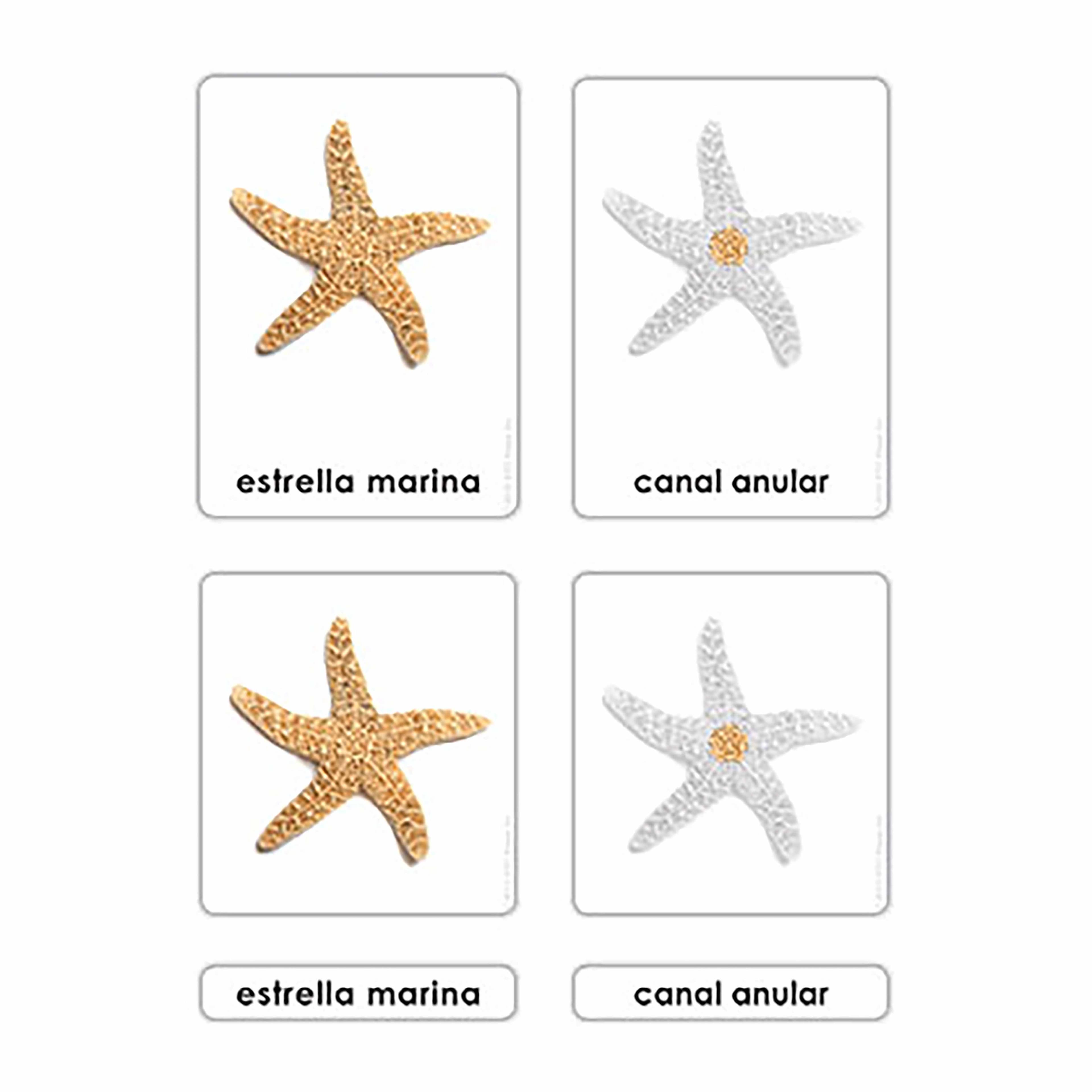 Teile eines Stachelhäuters (Spanisch)