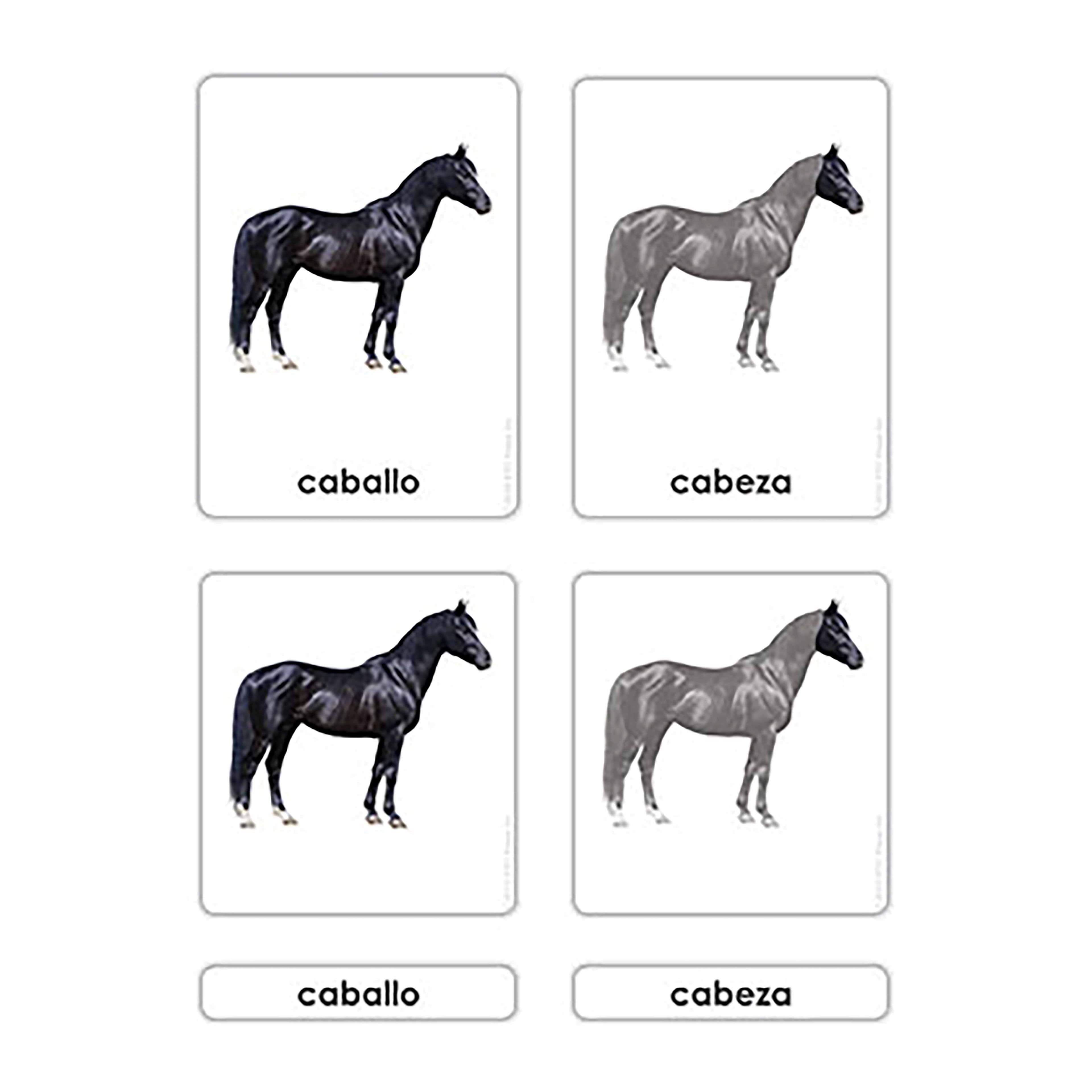 Teile des Pferdes (Spanisch)