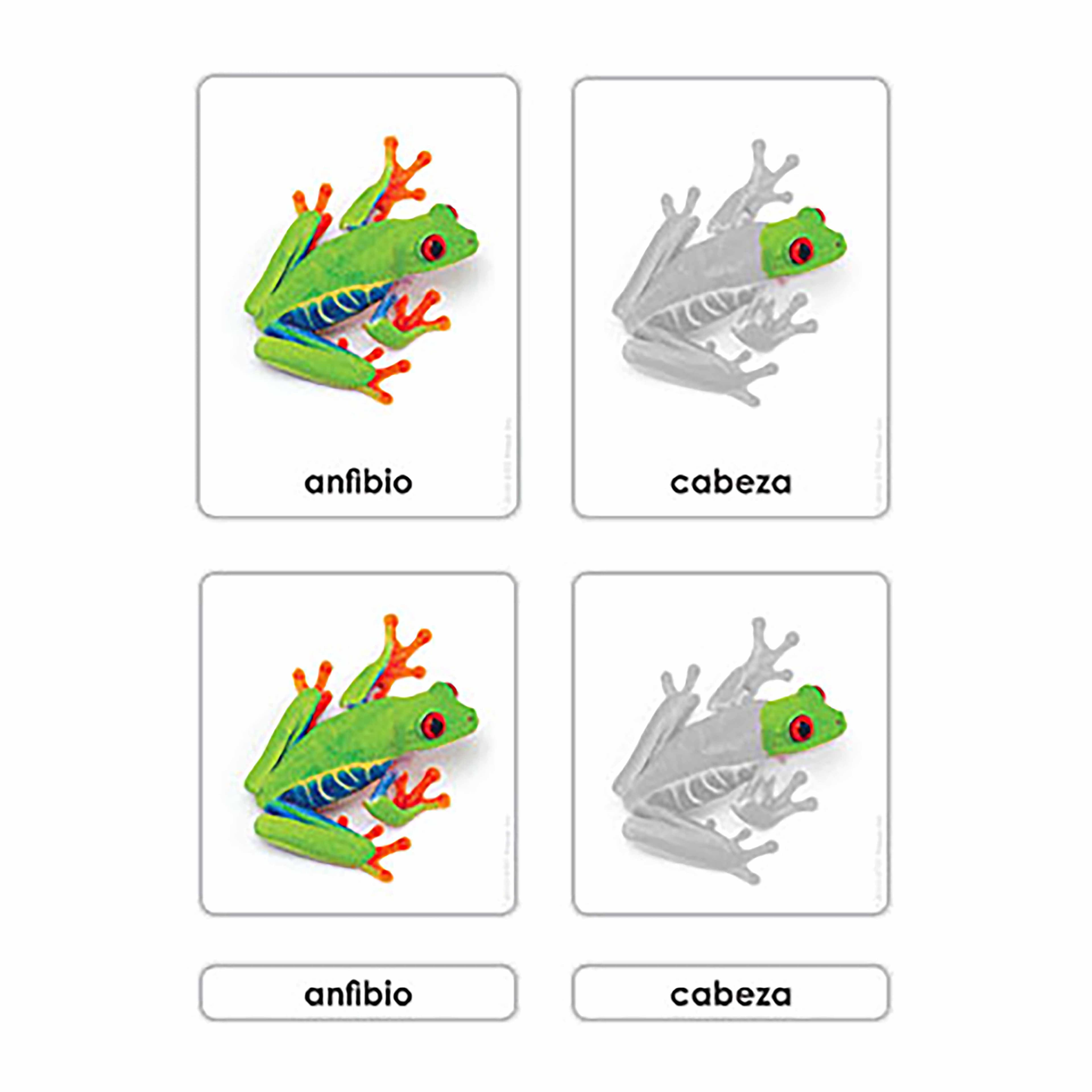 Teile der Amphibie (Spanisch)