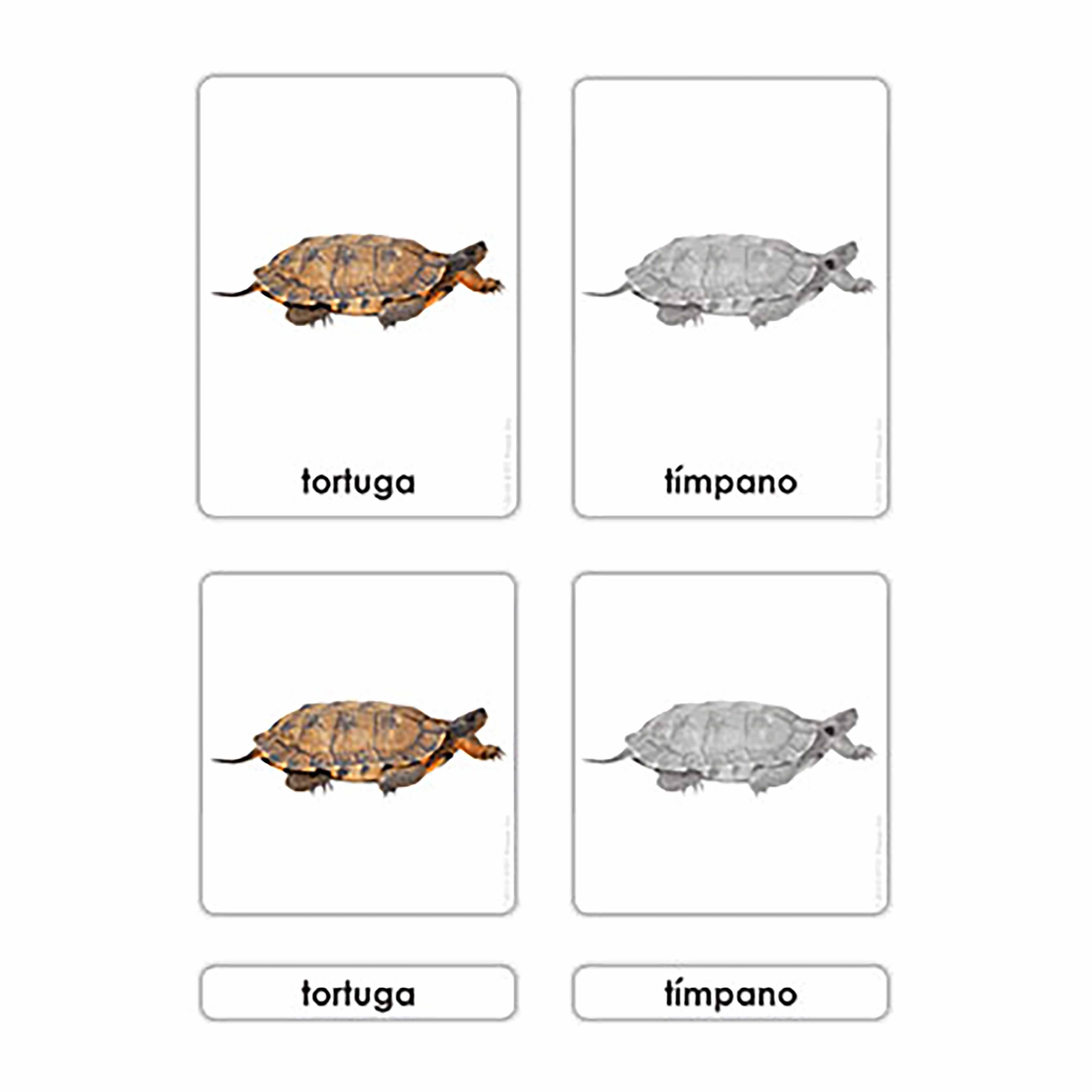 Teile der Schildkröte (Spanisch)