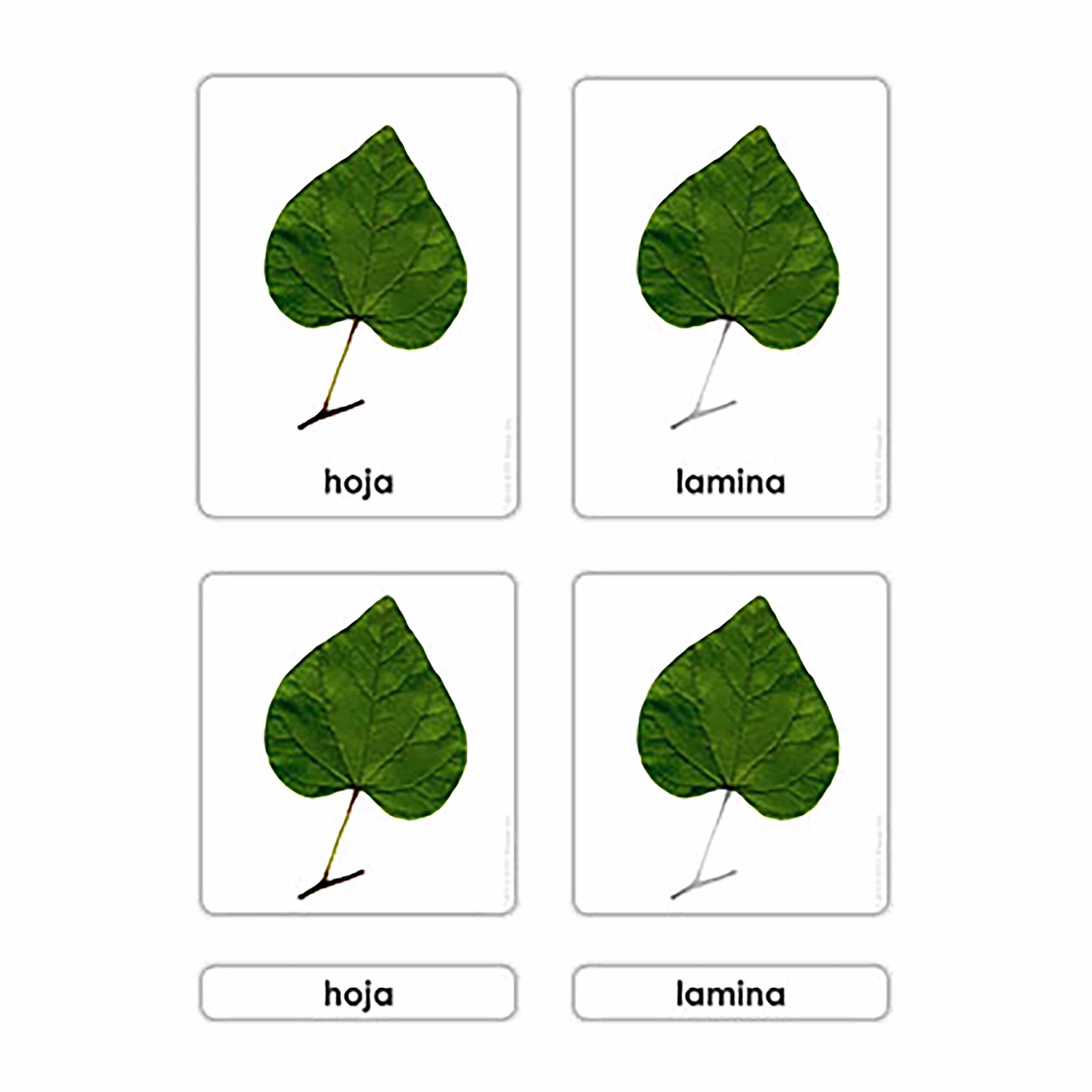 Teile eines Blattes (Spanisch)