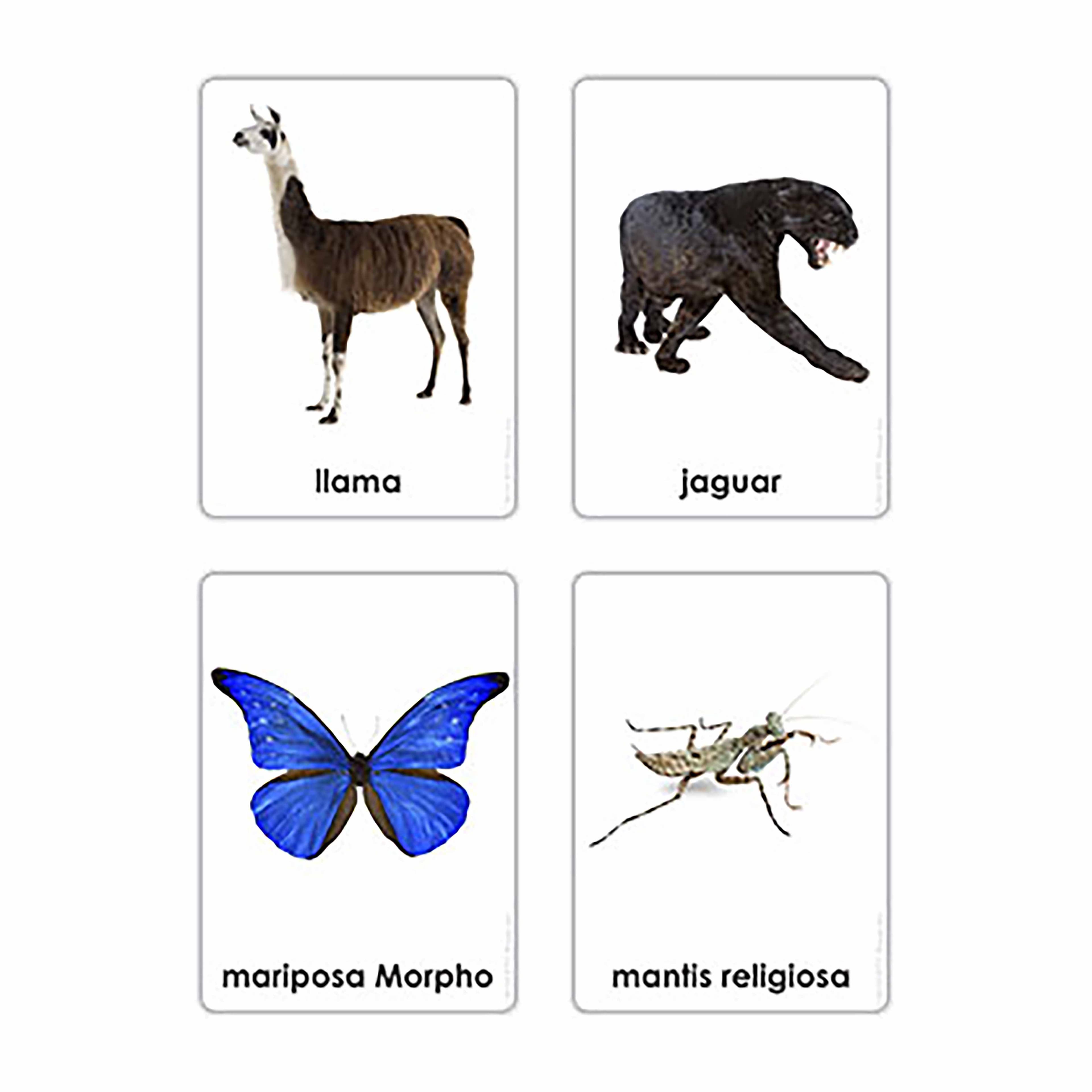 Tiere der sieben Kontinente (Spanisch)