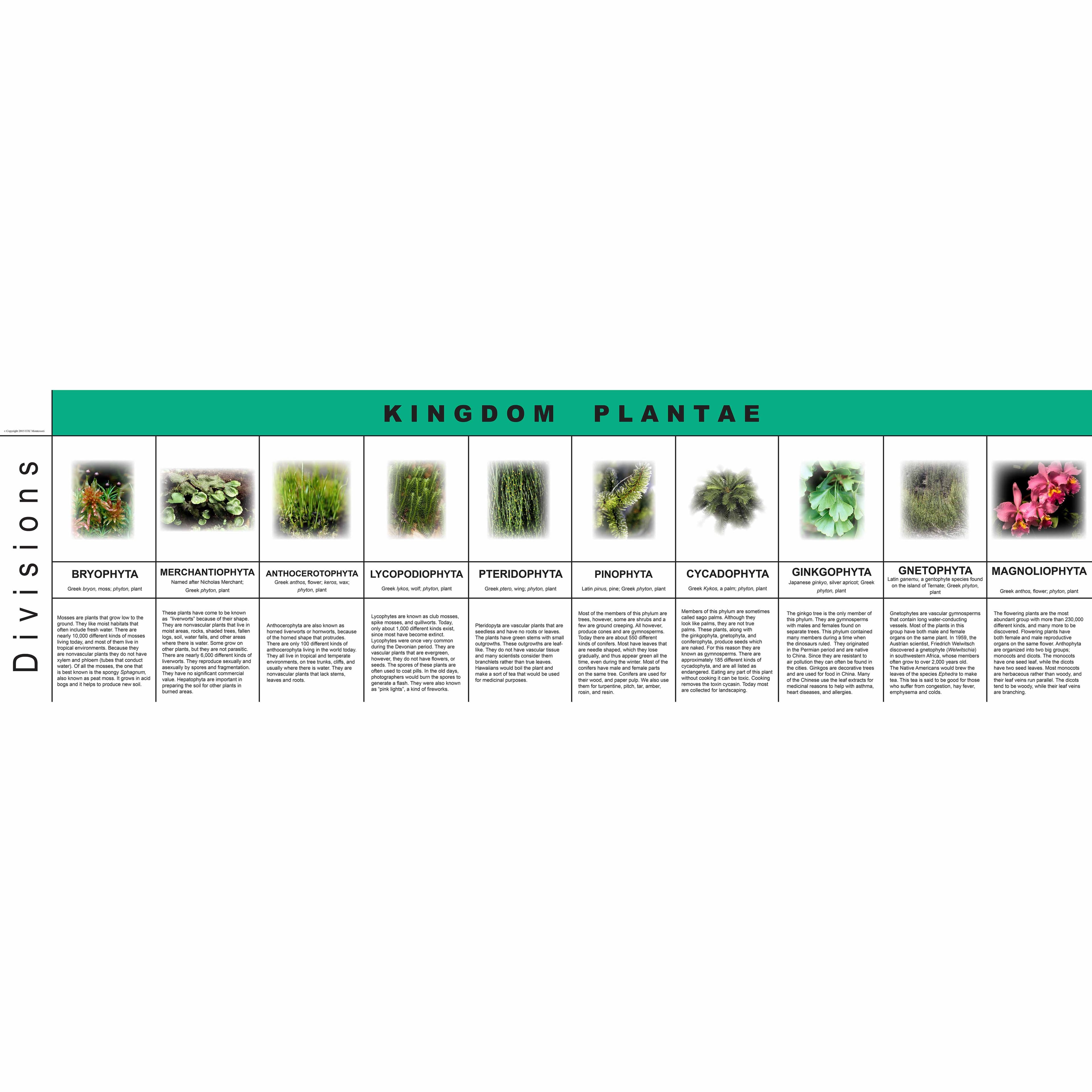 Plant Kingdom Charts