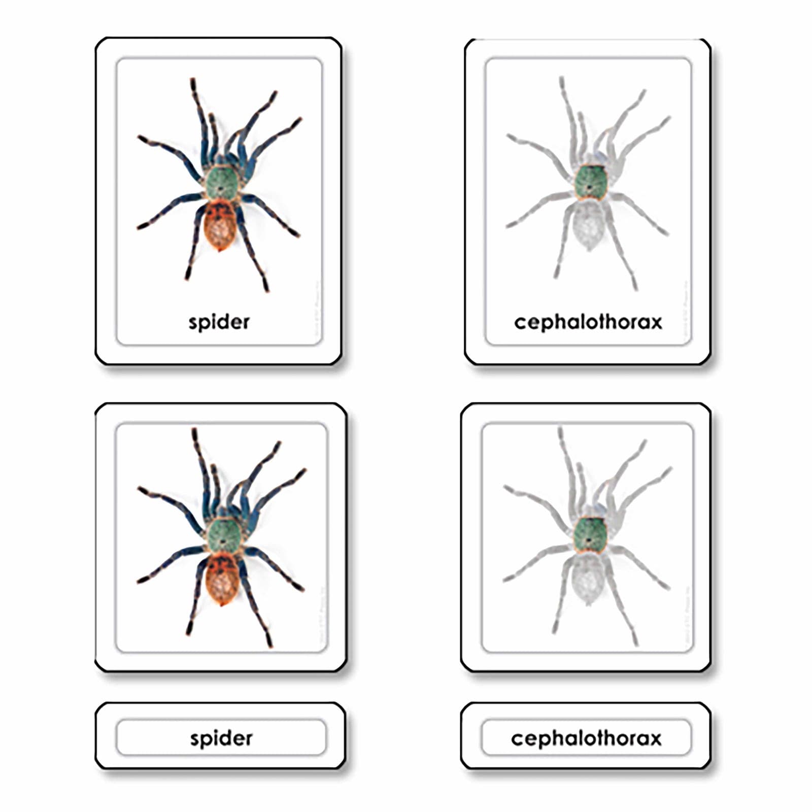 Teile einer Spinne (Spinnentiere) — Kind beim Lernen