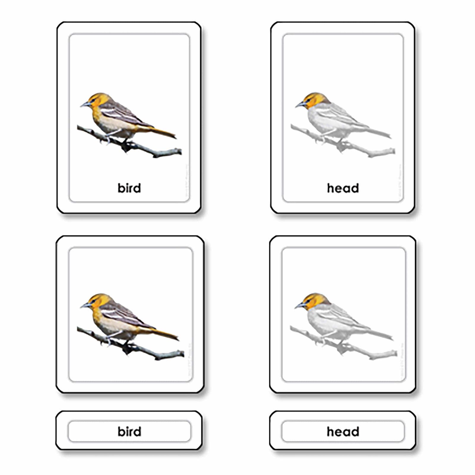 Teile eines Vogels (Vögel) — Kind beim Lernen