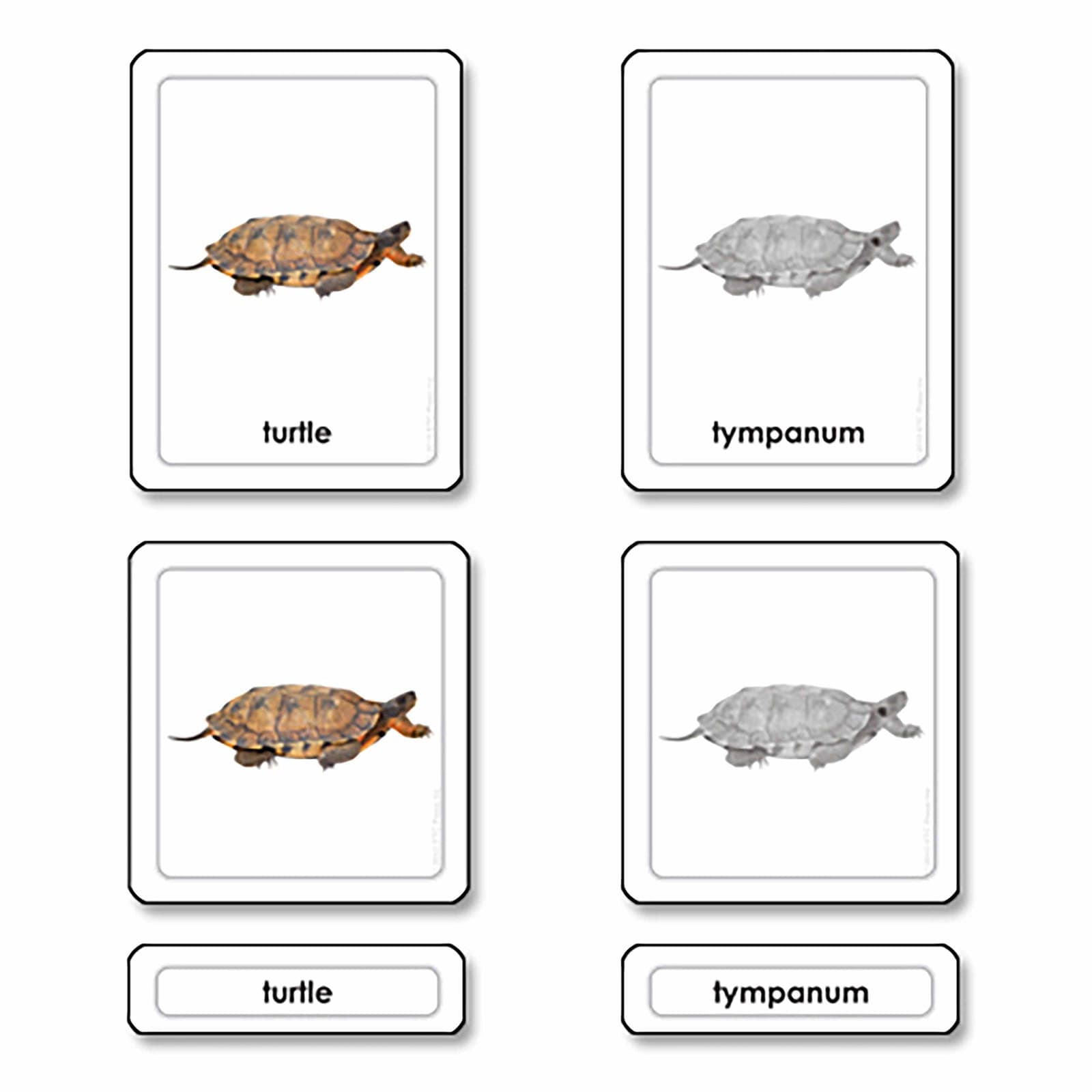 Teile einer Schildkröte (Reptilien) — Kind beim Lernen
