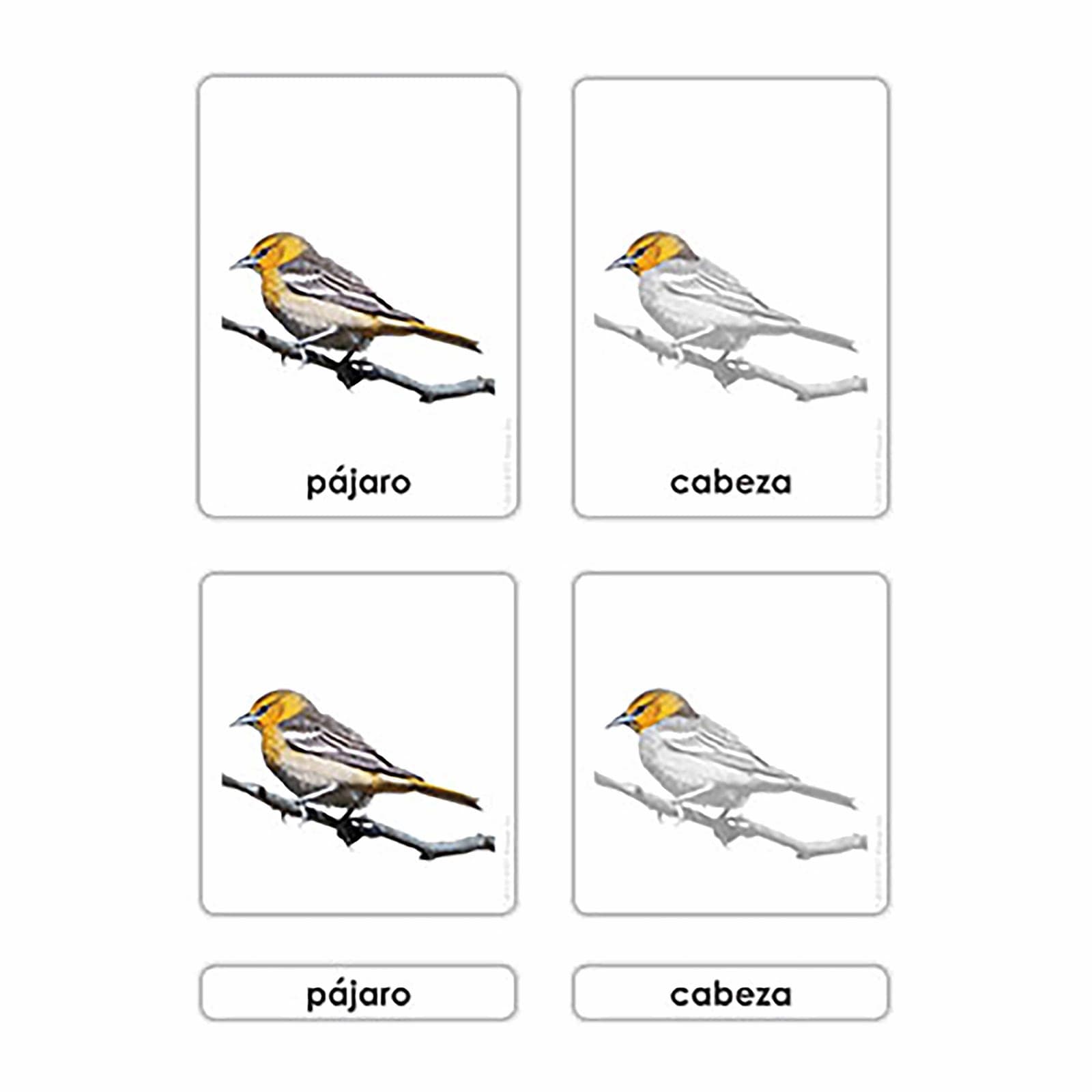 Teile des Vogels — Zoologiekarten (Spanisch) — Kind beim Lernen